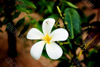 large white flower 