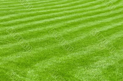 huge green lawn