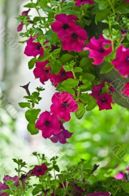 beautiful petunia flowers