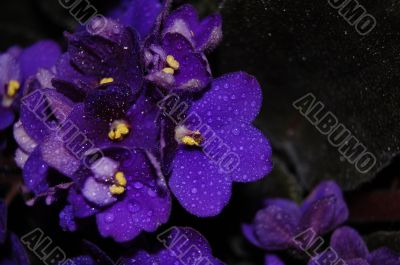 Violet flowers with water drops