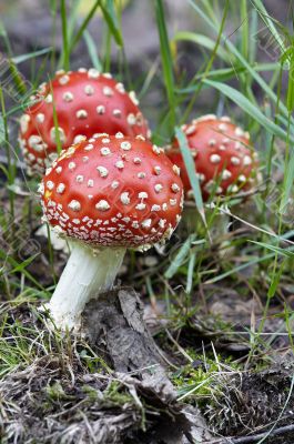 mushroom - fly amanita