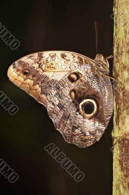 Blue Morpho Butterfly 