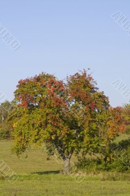 Colorful Tree