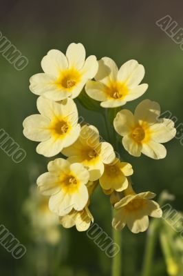 Cowslip