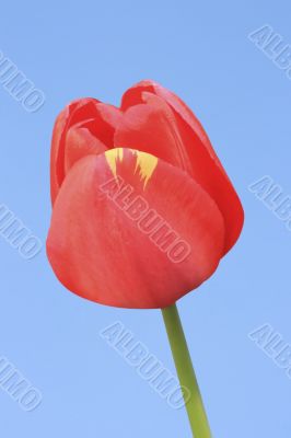 Red Tulip