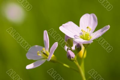 Cuckoo Flower Cuckoo Flower