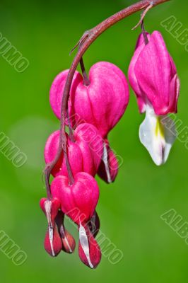 Bleeding Hearts