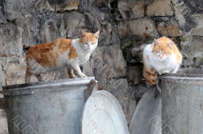 Two Stray Cats on Garbage Containers
