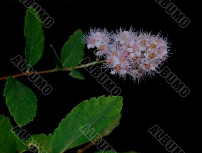 Night plant with green leaves and pink flower