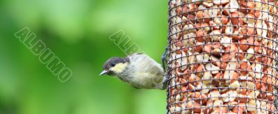 Coal tit 