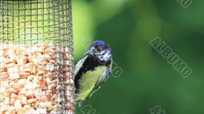 Great Tit  juvenile