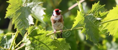 goldfinch, Carduelis carduelis goldfinch, Carduelis carduelis