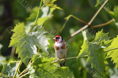 goldfinch, Carduelis carduelis goldfinch, Carduelis carduelis