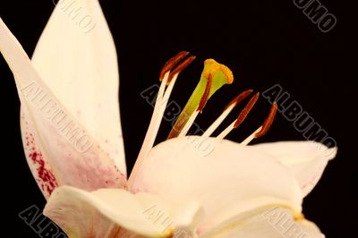 lily flower