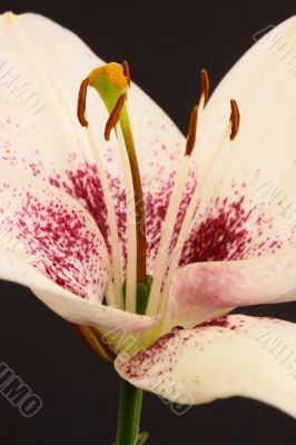 lily flower