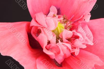 oriental poppy oriental poppy