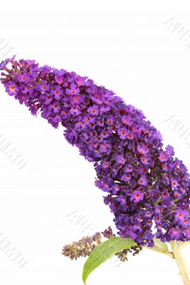 Buddleia davidii Black Knight