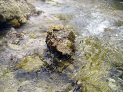 Stone in the river