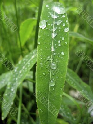 Waterdrop om the green leaf