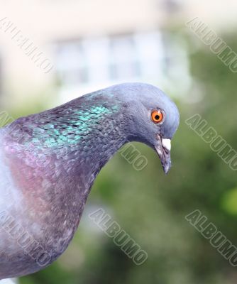 pigeon