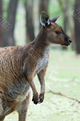 kangaroo kangaroo