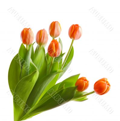 tulips tulips