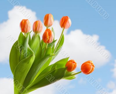 tulips tulips