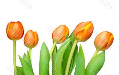 tulips tulips