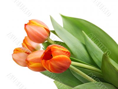 tulips tulips