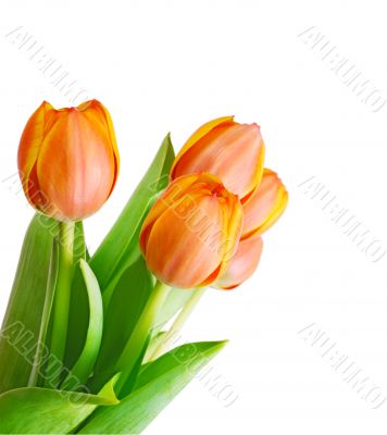 tulips tulips