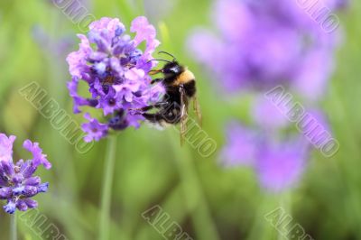 bumble bee collecting pollen