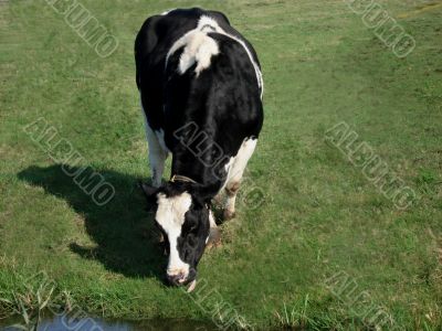Cow eating grass in a meadow