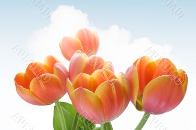 tulips tulips