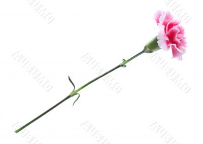 carnation carnation