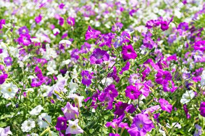 petunia flower beds of white and purple