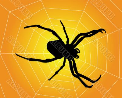 spider web with spider web with