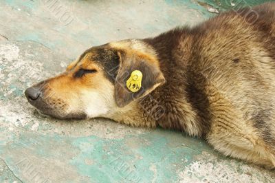 Head of castrated rambling dog