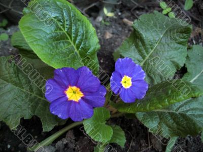 Deep blue flowers and green leaves