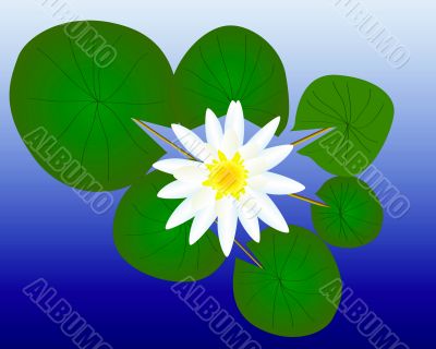 water lily with green leaves water lily with green leaves