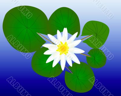 water lily with green leaves 