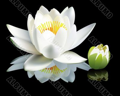 white water-lily flower and bud 