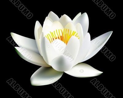 white water lily flower