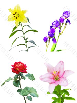 set of four different flowers set of four different flowers