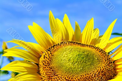 sunflower on background sky sunflower on background sky