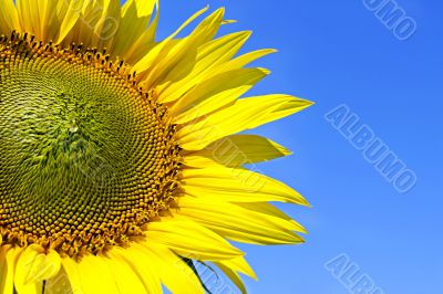 sunflower on background sky sunflower on background sky