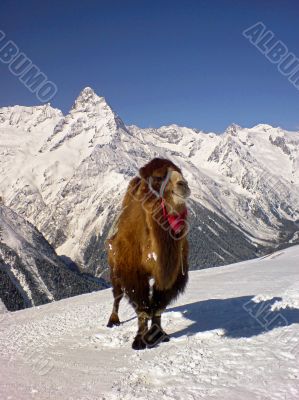 Camel and the snow