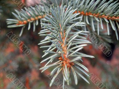 Blue fir and sharp pins