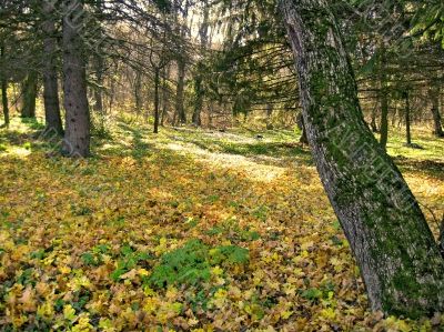 Autumn sun day and forest