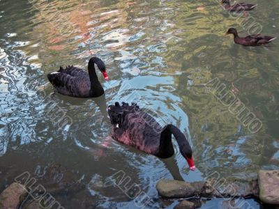 Two black swan moving by the water