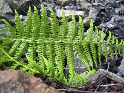 Ferm growing betweet the rocks